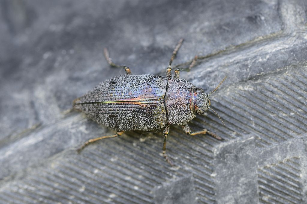 insetto con scudo: Dicerca aenea (Buprestidae)